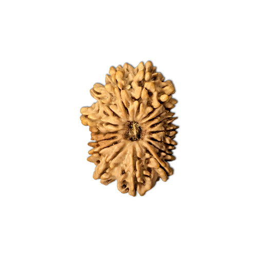 Natural 16 Face Nepali Rudraksha - Lab Certified in India, UK, USA, All Country