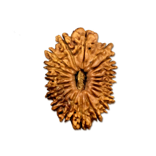 Natural 19 Face Nepali Rudraksha - Lab Certified in India, UK, USA, All Country
