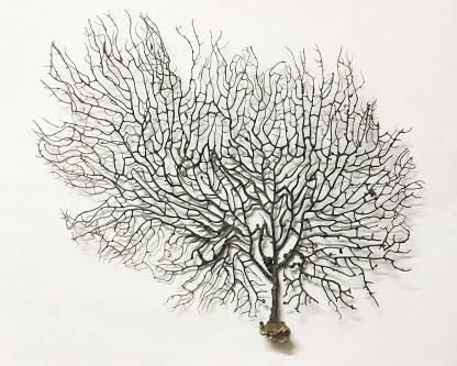 Importance of Indrajal Plant Vanaspati in Vastu Shastra