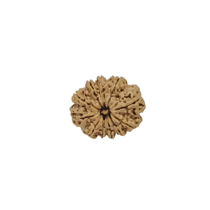 11 Mukhi Nepali Rudraksha Collector Bead with Lab Certificate and X-Ray Report - RM7 in India, UK, USA, All Country