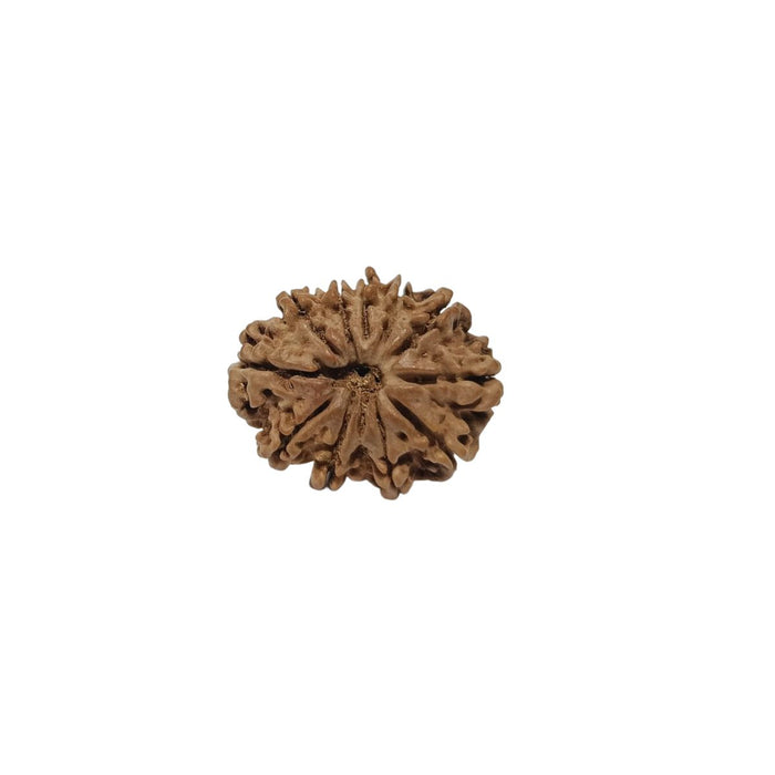 11 Mukhi Nepali Rudraksha Collector Bead with Lab Certificate and X-Ray Report - RM6 in India, UK, USA, All Country