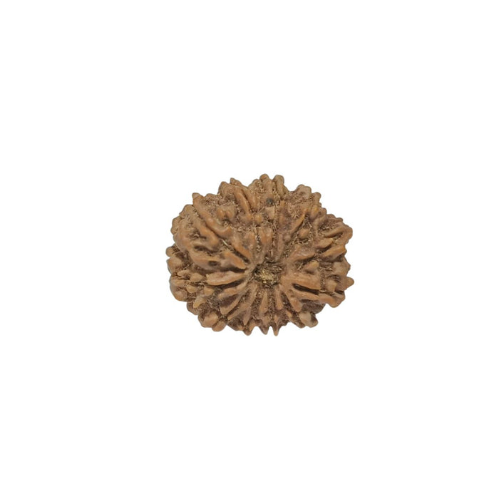 11 Mukhi Nepali Rudraksha Collector Bead with Lab Certificate and X-Ray Report - RM3 in India, UK, USA, All Country