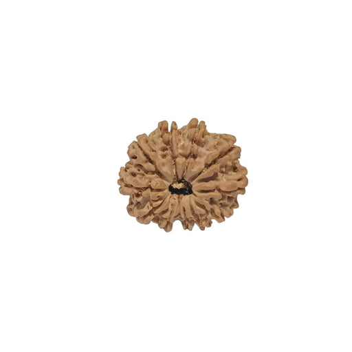 11 Mukhi Nepali Rudraksha Collector Bead with Lab Certificate and X-Ray Report - RM2 in India, UK, USA, All Country