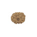 11 Mukhi Nepali Rudraksha Collector Bead with Lab Certificate and X-Ray Report - RM1 in India, UK, USA, All Country