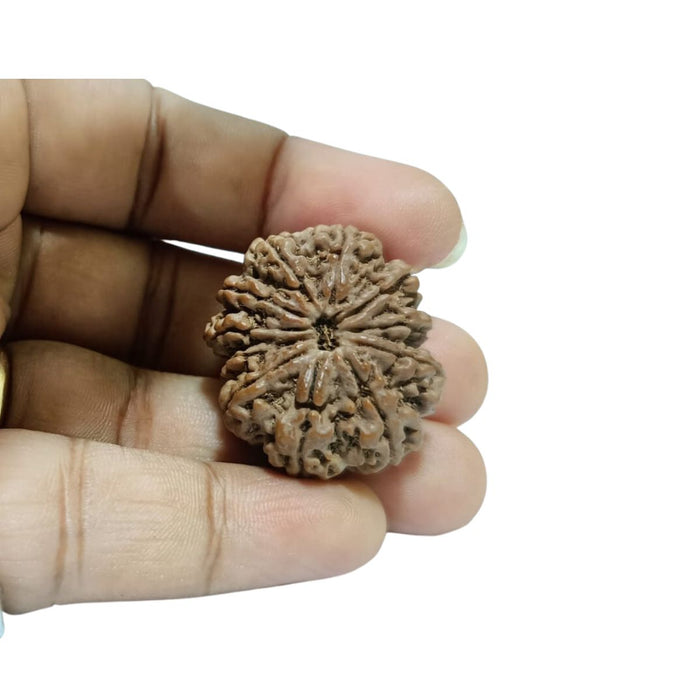 11 Mukhi Nepali Rudraksha Collector Bead with Lab Certificate and X-Ray Report - RM5 in India, UK, USA, All Country