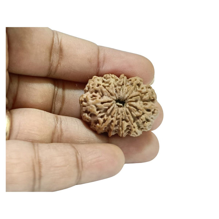 11 Mukhi Nepali Rudraksha Collector Bead with Lab Certificate and X-Ray Report - RM4 in India, UK, USA, All Country