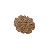 9 Mukhi Nepali Rudraksha – Original Certified Nine Faced Rudraksha from Nepal in India, UK, USA, All Country