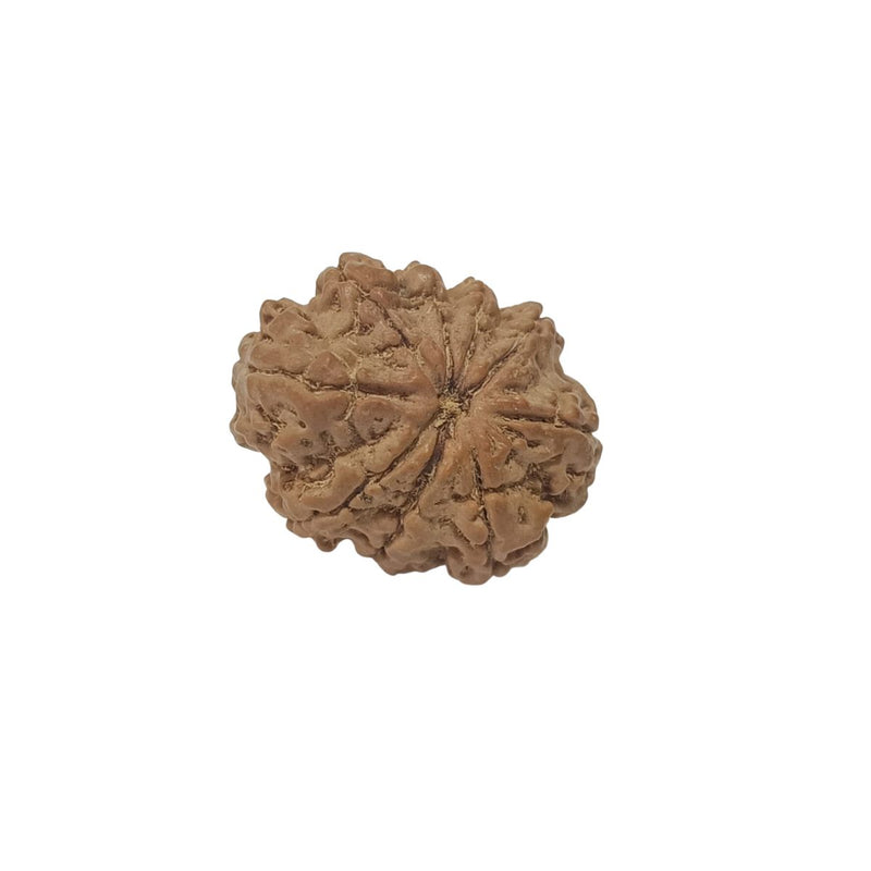 9 Mukhi Nepali Rudraksha – Original Certified Nine Faced Rudraksha from Nepal in India, UK, USA, All Country