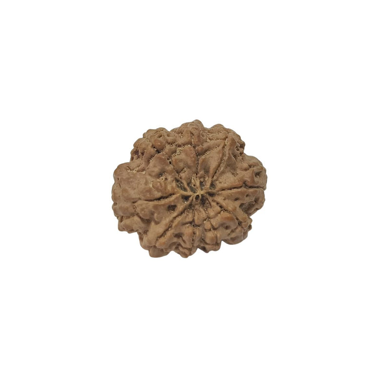 9 Mukhi Nepali Rudraksha – Original Certified Nine Faced Rudraksha from Nepal in India, UK, USA, All Country