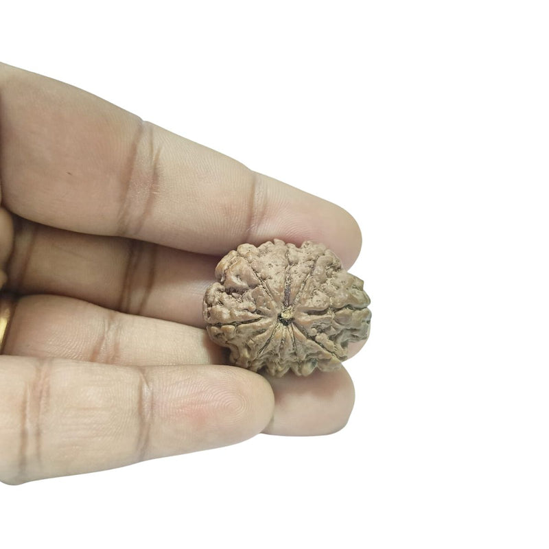 9 Mukhi Nepali Rudraksha – Original Certified Nine Faced Rudraksha from Nepal in India, UK, USA, All Country