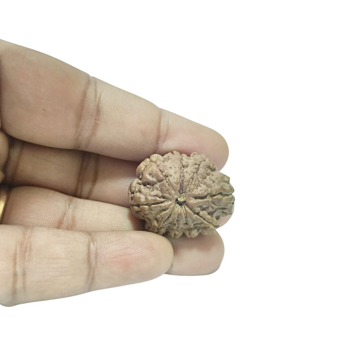 9 Mukhi Nepali Rudraksha Collector Bead with Lab Certificate and X-Ray Report in India, UK, USA, All Country