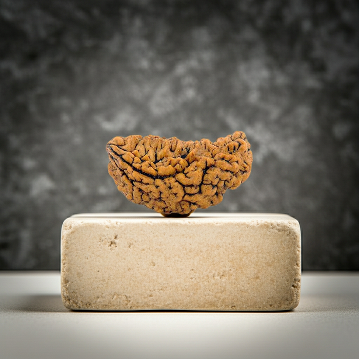 1 Face Kaju Shape Indian Rudraksha in India, UK, USA, All Country