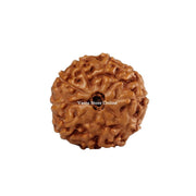 Natural 10 Face Java Rudraksha Only Rudraksha 9 to 12mm in India, UK, USA, All Country