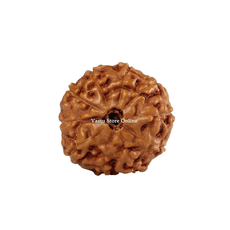 Natural 10 Face Java Rudraksha Only Rudraksha 9 to 12mm in India, UK, USA, All Country