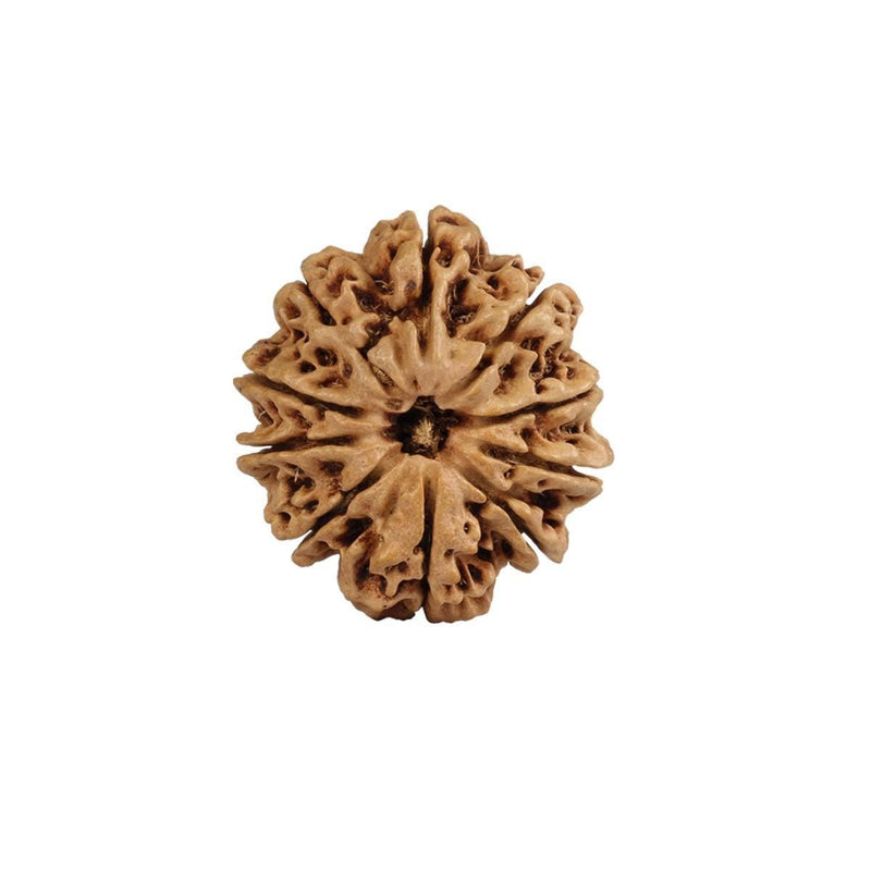 10 Mukhi Nepali Rudraksha – Original Certified Ten Faced Rudraksha from Nepal Only Rudraksha 20 to 22mm in India, UK, USA, All Country