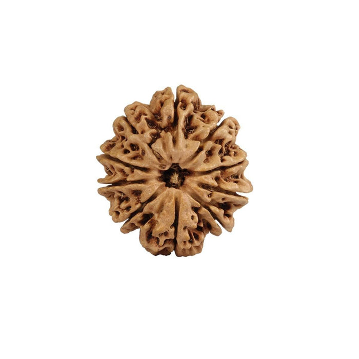 Natural 10 Face Nepali Rudraksha - Lab Certified Only Rudraksha in India, UK, USA, All Country