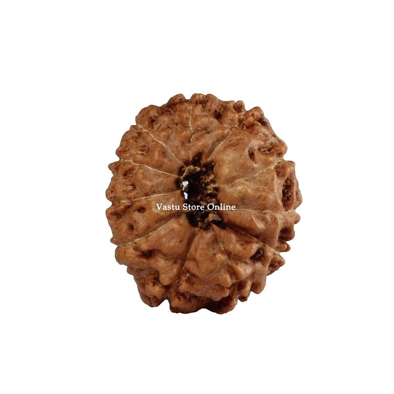 Natural 11 Face Java Rudraksha Only Rudraksha 9 to 12mm in India, UK, USA, All Country