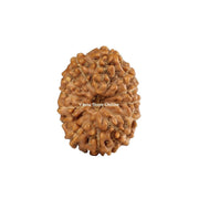 Natural 12 Face Java Rudraksha Only Rudraksha 9 to 12mm in India, UK, USA, All Country