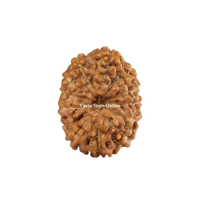 Natural 12 Face Java Rudraksha Only Rudraksha 9 to 12mm in India, UK, USA, All Country