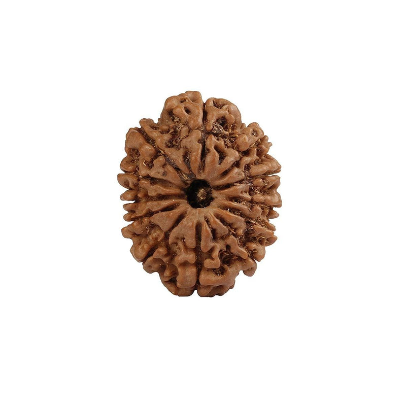 12 Mukhi Nepali Rudraksha – Original Certified Twelve Faced Rudraksha from Nepal Only Rudraksha 22 to 24mm in India, UK, USA, All Country
