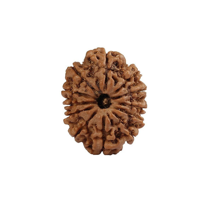 Natural 12 Face Nepali Rudraksha - Lab Certified Only Rudraksha in India, UK, USA, All Country