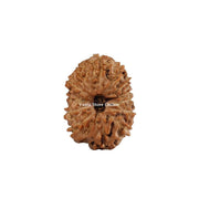 Natural 13 Face Java Rudraksha Only Rudraksha 9 to 12mm in India, UK, USA, All Country