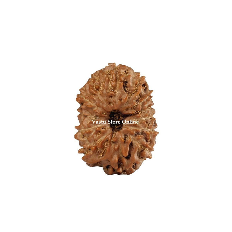 Natural 13 Face Java Rudraksha Only Rudraksha 9 to 12mm in India, UK, USA, All Country