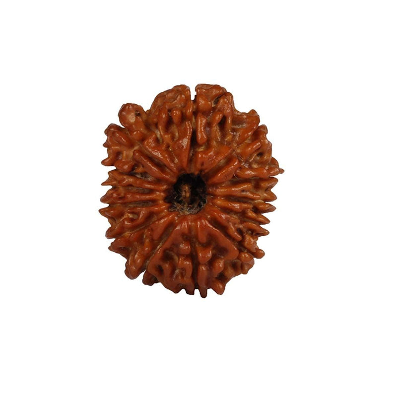 13 Mukhi Nepali Rudraksha – Original Certified Thirteen Faced Rudraksha from Nepal Only Rudraksha 22 to 24mm in India, UK, USA, All Country