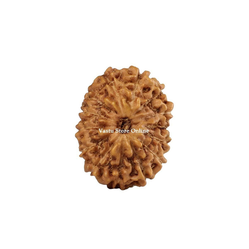 Natural 14 Face Java Rudraksha Only Rudraksha 9 to 12mm in India, UK, USA, All Country