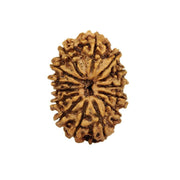 14 Mukhi Nepali Rudraksha – Original Certified Fourteen Faced Rudraksha from Nepal in India, UK, USA, All Country