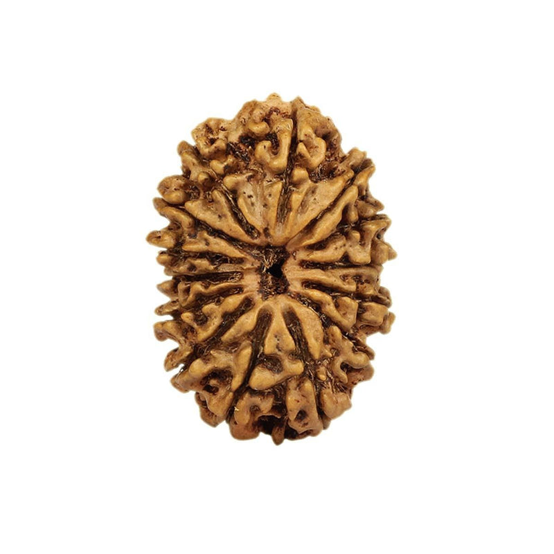 14 Mukhi Nepali Rudraksha – Original Certified Fourteen Faced Rudraksha from Nepal in India, UK, USA, All Country