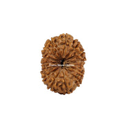 Natural 15 Face Java Rudraksha Only Rudraksha 9 to 12mm in India, UK, USA, All Country