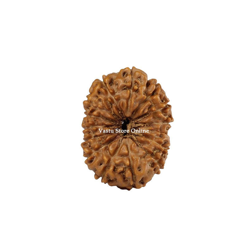 Natural 15 Face Java Rudraksha Only Rudraksha 9 to 12mm in India, UK, USA, All Country