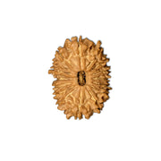 Natural 15 Face Nepali Rudraksha - Lab Certified in India, UK, USA, All Country
