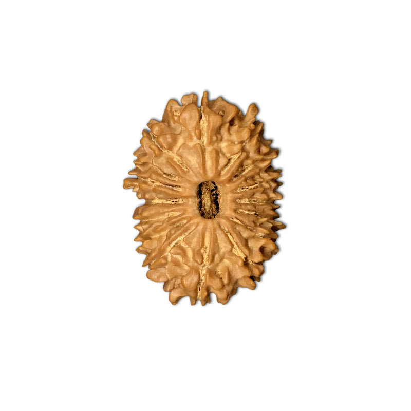 Natural 15 Face Nepali Rudraksha - Lab Certified in India, UK, USA, All Country