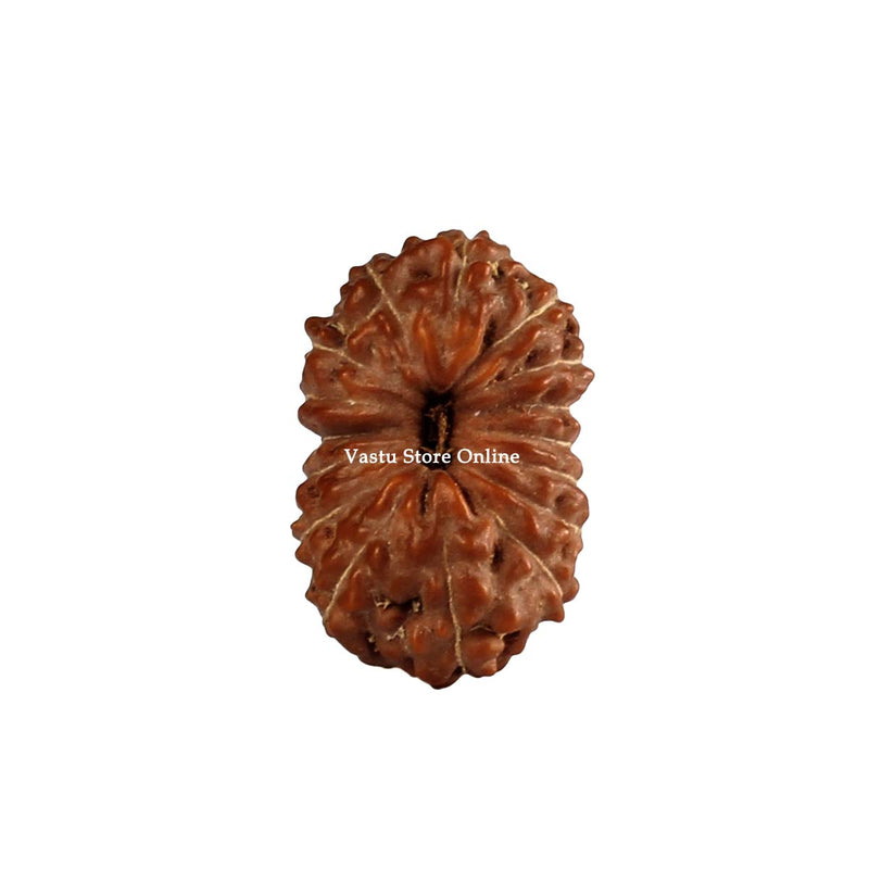 Natural 16 Face Java Rudraksha Only Rudraksha in India, UK, USA, All Country