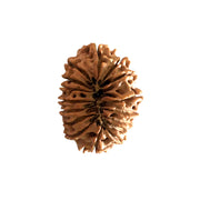 Natural 16 Face Nepali Rudraksha - Lab Certified in India, UK, USA, All Country
