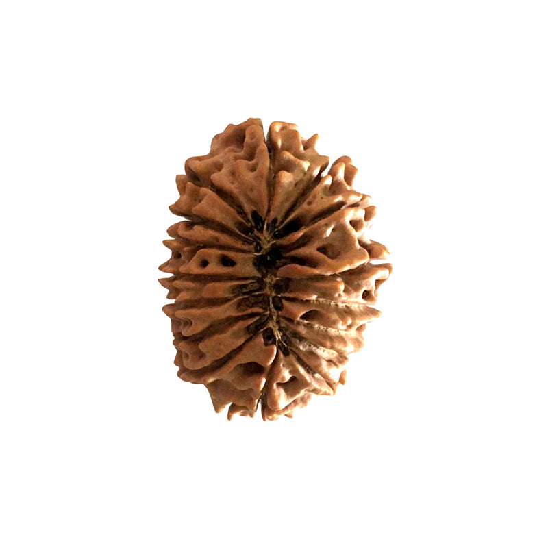 Natural 16 Face Nepali Rudraksha - Lab Certified in India, UK, USA, All Country