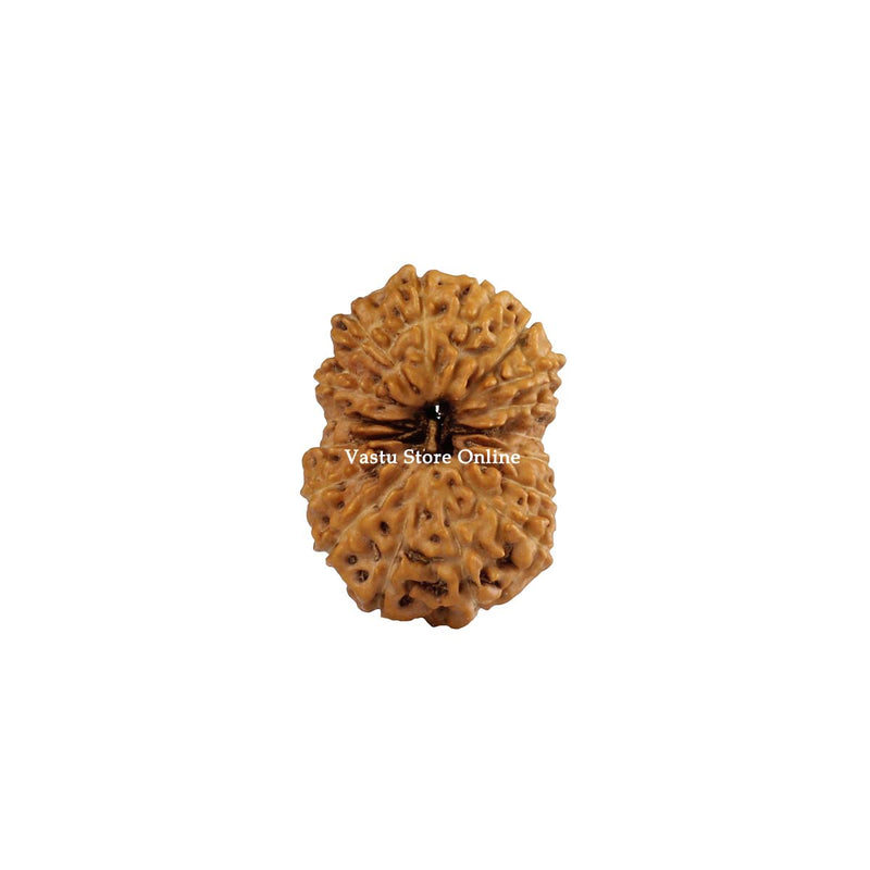 Natural 17 Face Java Rudraksha - Lab Certified Only Rudraksha in India, UK, USA, All Country