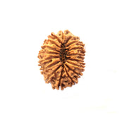 Natural 17 Face Nepali Rudraksha - Lab Certified in India, UK, USA, All Country
