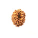 Natural 17 Face Nepali Rudraksha - Lab Certified in India, UK, USA, All Country