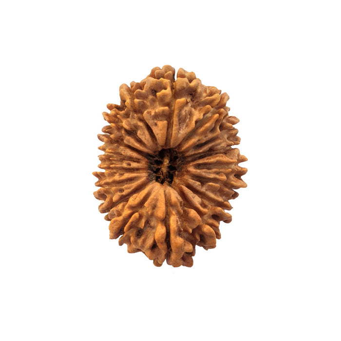 Natural 17 Face Nepali Rudraksha - Lab Certified in India, UK, USA, All Country