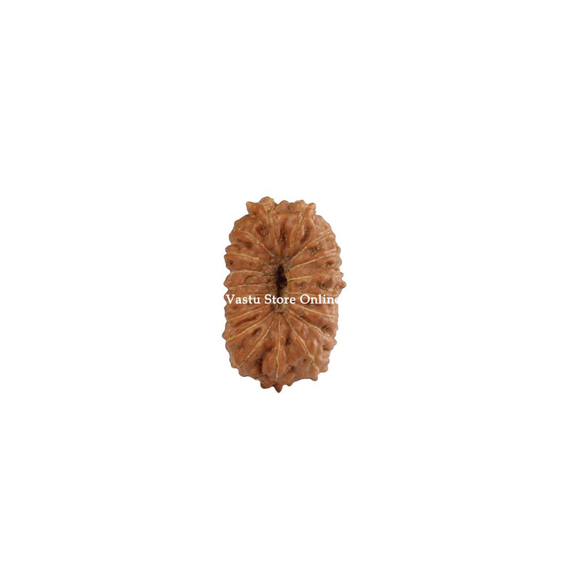 Natural 18 Face Java Rudraksha - Lab Certified Only Rudraksha in India, UK, USA, All Country