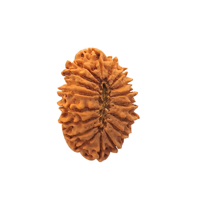 Natural 18 Face Nepali Rudraksha - Lab Certified in India, UK, USA, All Country