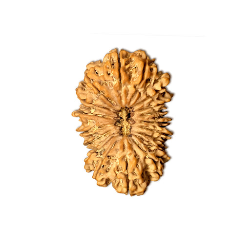 Natural 18 Face Nepali Rudraksha - Lab Certified in India, UK, USA, All Country