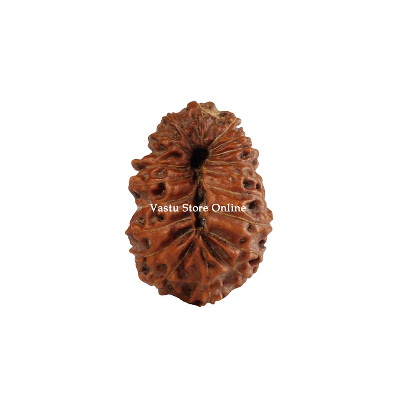 Natural 19 Face Java Rudraksha - Lab Certified Only Rudraksha in India, UK, USA, All Country