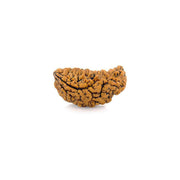 1 Face Kaju Shape Indian Rudraksha Only Rudraksha in India, UK, USA, All Country