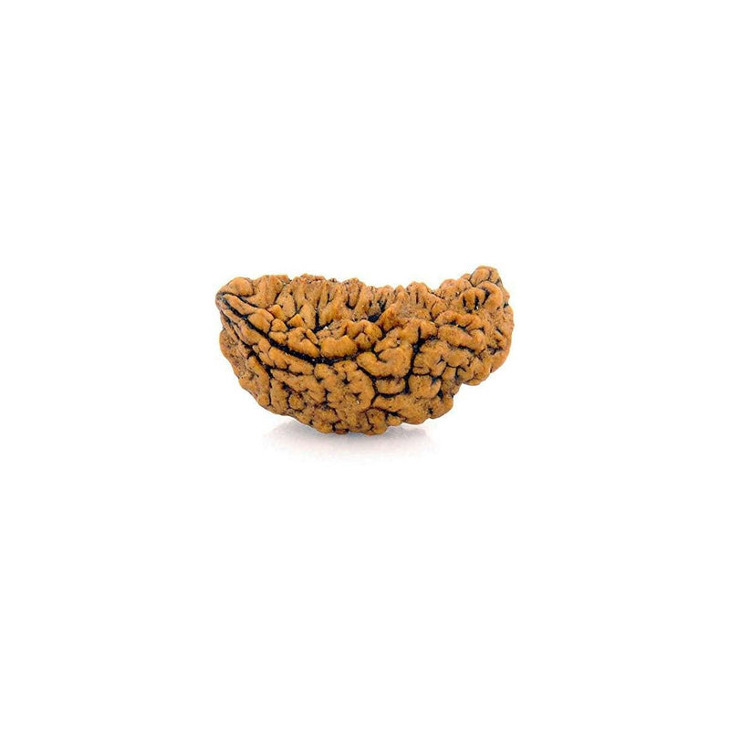 1 Face Kaju Shape Indian Rudraksha Only Rudraksha in India, UK, USA, All Country