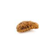 1 Face Kaju Shape Indian Rudraksha in India, UK, USA, All Country
