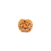 Natural 2 Face Java Rudraksha Only Rudraksha 9 to 12mm in India, UK, USA, All Country